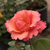 Roz - Trandafir englezesti - Mrs. Doreen Pike